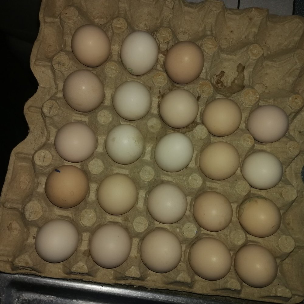 Fresh Eggs